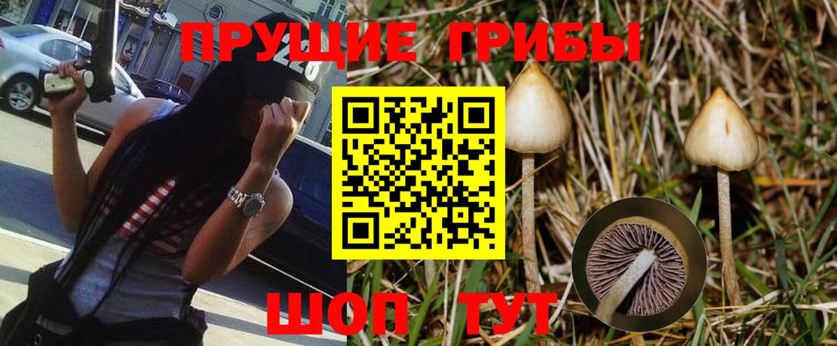 Тара  Псилоцибиновые грибы Cubensis  Вход с VPN 