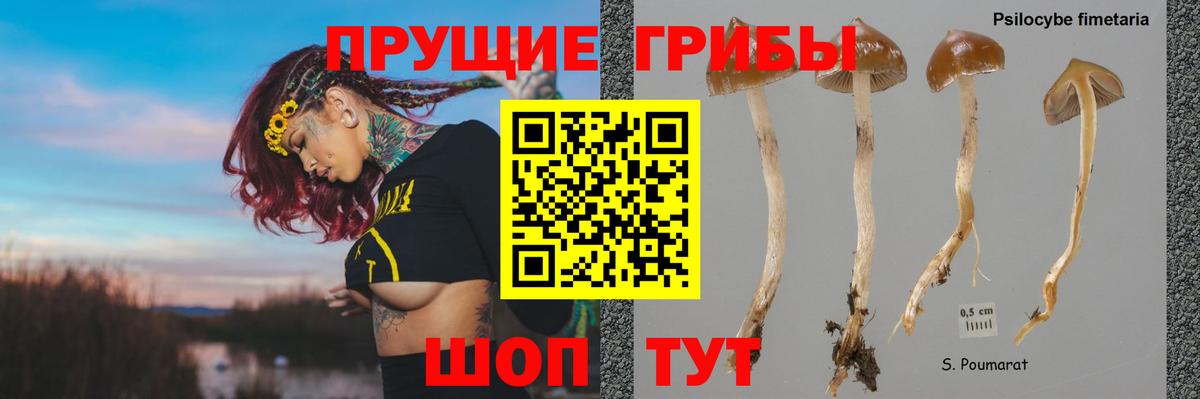 Галлюциногенные грибы GOLDEN TEACHER Тара